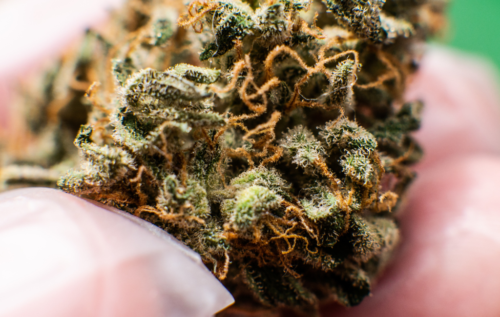 THCA Flower Thing in Cannabis